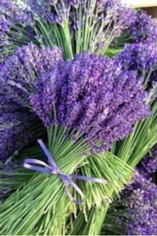 Lavanta Lavandula Angustifolia