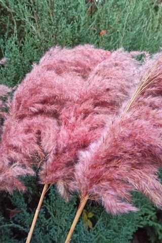 8'li Büyük Demet Pampas Pembe 100cm Boyunda