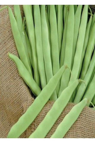 Gina GReen Line Oturak Fasulye Tohumu 100 GRam