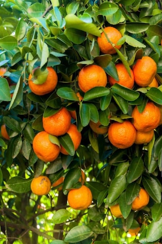 Tüplü Tatlı Mandalina Ağacı Fidanı 3 Yaş