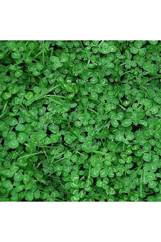 Ak Üçgül Tohumu 1 KG Süs Yoncası Bodur Yonca Çim Tohumu