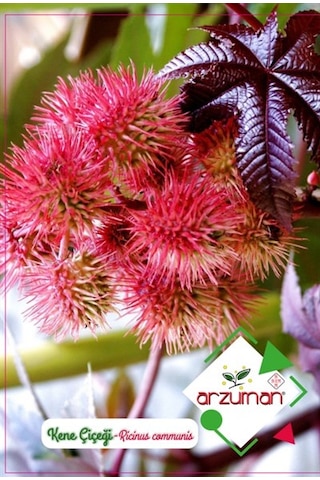 Arzuman Süs Bitki Kene Çiçek Tohumu