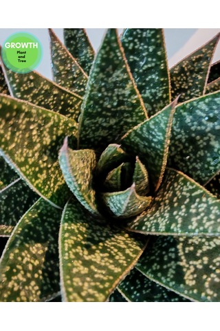 Gasteria Flow Suklent 1 Adet