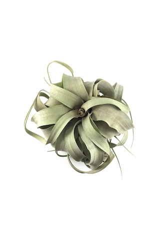 Tillandsia Xerographica (Hava Bitkisi)