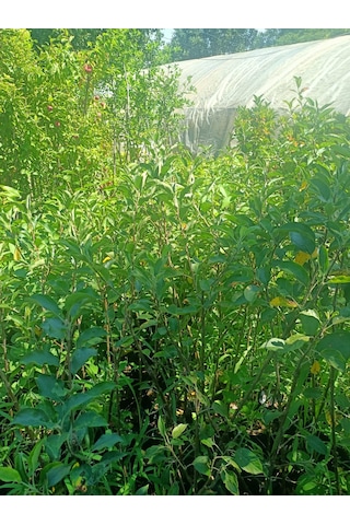 Yeşil Deniz Fidancılık Tüplü Fuji Elma Fidanı 100-150 Cm