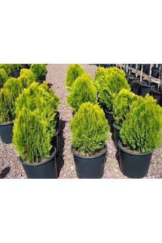 Altuni Top Mazı Thuja Orientalis Aurea Compacta Nana 5 Adet