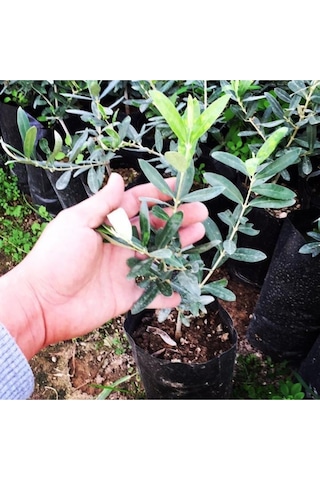 2 Adet Gemlik Tirilye Zeytin Fidanı Tüplü Kalite