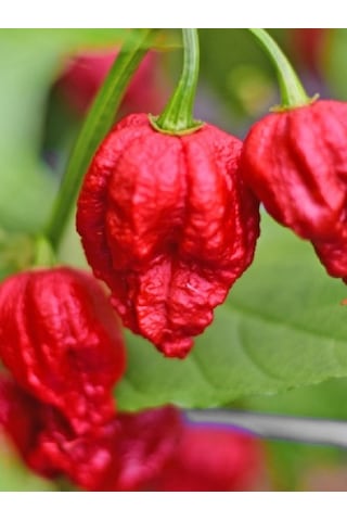7 Pot Barrackpore Pepper 1 / 1 Milyon Scoville - Gerçek Taze Acı Biber