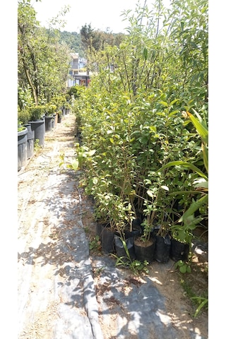 Ligustrum Fidanı 30-50 Cm 5 Adet