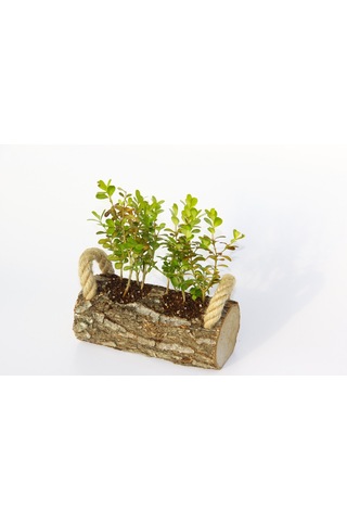 Ofis Bitkisi Buxus 3 Adet - Twin Set  3817