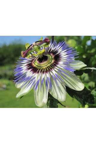 5 Adet Blue Passion Passiflora Caerulea Tohumu