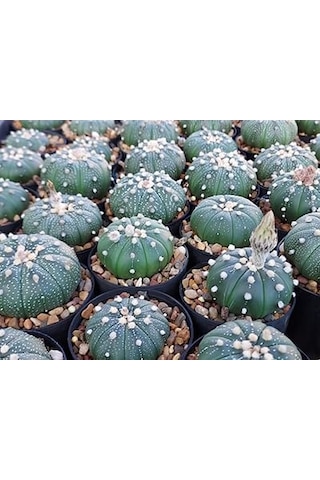 Astrophytum Asterias Serisi 1 Adet Nadir Koleksiyon Kaktüs 5.5 Cm Kahverengi Saksıda