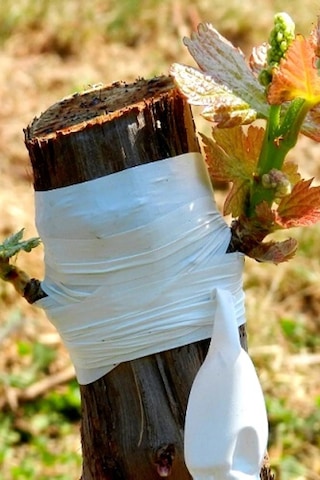 Silikonlu Aşı Bandı 50 Metre