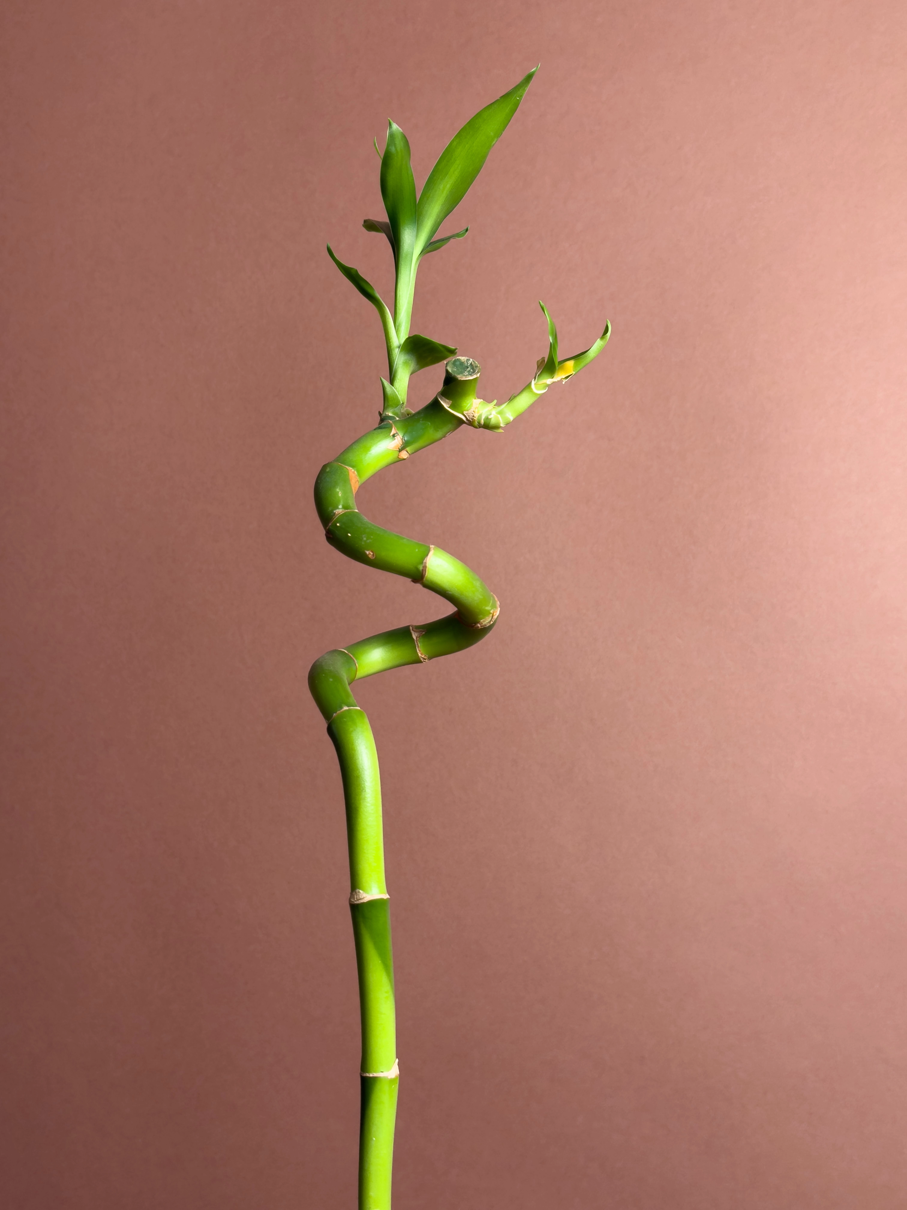 Şans Bambusu Dracaena Sanderiana 60 Cm Spiral Form Tek Gövde