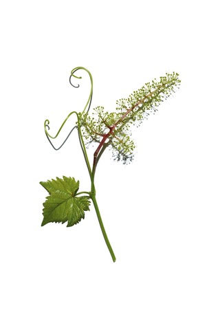 Clarins Pore Control Serum - Gözenek Hedefleyici Serum 30 Ml