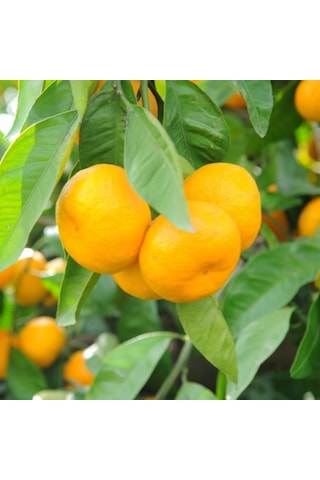 Tüplü Aşılı Hoş Kokulu Bol Verimli Rize Satsuma Mandalina Fidanı Tüplü Aşılı Hoş Kokulu Bol Verimli Rize Satsuma Mandalina Fidanı