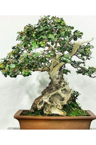 Bodur Keçi Boynuzu Bonzai Ağacı Tohumu 3 Tohum + Bonsai Toh