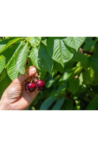 Bodur Vişne Fidanı 1-2 Yaş Arası Saksılı