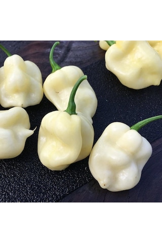 Geleneksel 7 Pot White Acı Biber Tohumu 10 Tohum