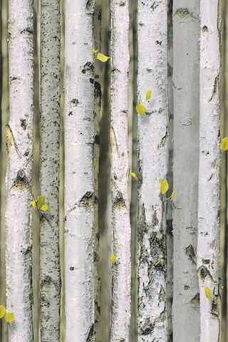 Zümrüt Exclusive Ağaç Desenli Duvar Kağıdı 9270