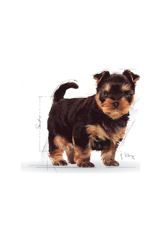 Royal Canin Yorkshire Terrier Yavru Köpek Maması 1500 G