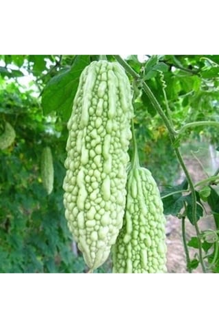 Beyaz Kudret Narı Tohumu