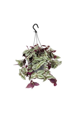 Canlı Formlu Yeşil Renk Telgraf Alacalı Telgraf Çiçeği 30-50cm Makrome Saksılı