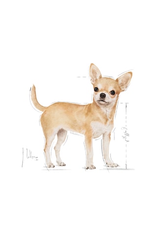 Royal Canin Chihuahua Yetişkin Köpek Maması 1500 G