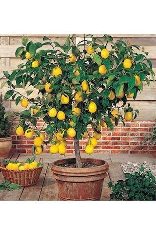 Limon Fidanı Yediveren Mayerlimon Ağacı Fidanı Saksılı 3 Yaş Evde Bakılabilir Bodur Çiçek Hediyeli