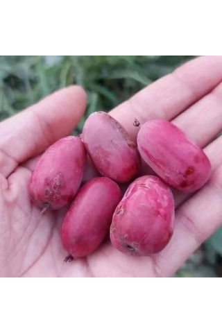 Beskivi Kırmızı Mini Kivi Sadowa Erkekli Dişili 2 Fidan