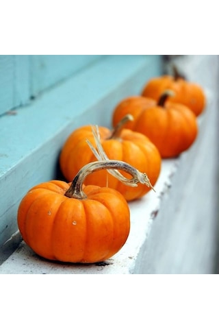 Minyatür Sarı Süs Bal Kabağı Tohumu 10 Adet