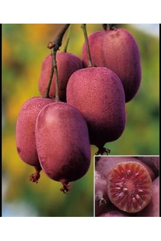 Mini Kivi 2 Adet Kırmızı+yeşil