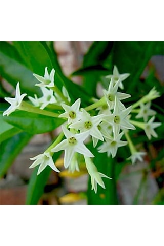 Melisa Çiçeği Fidanı 10 Adet - Cestrum Nocturnum N11.85