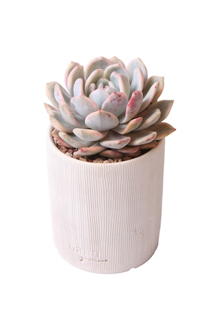 Echeveria Monreo Var - Sukulent Haangarden