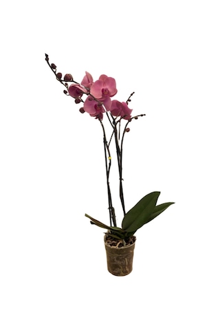 Phalaenopsis 'kumi' Pembe Orkide Ø12 Cm 70-80 Cm