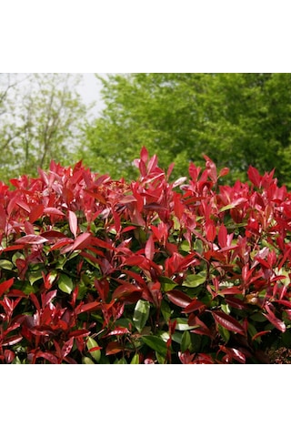 Alev Ağacı Photinia Fidanı 50-80 Cm Saksıda