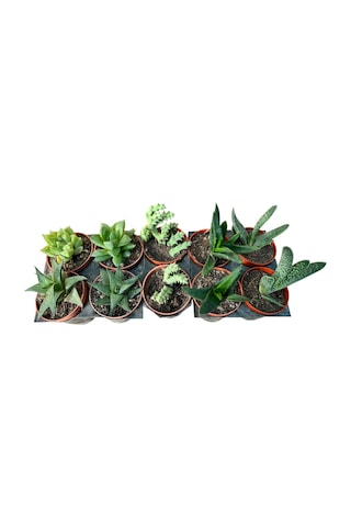 Kaktüs & Sukulent 10 Lu Karışık Set