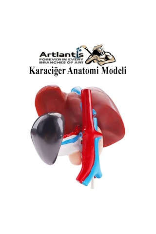 Karaciğer Anatomi Modeli 1 Adet Karaciğer Pankreas Ve Oniki Parmak Bağırsağı Maketi Anatomik Model Deney Bilim Tıbbi Model