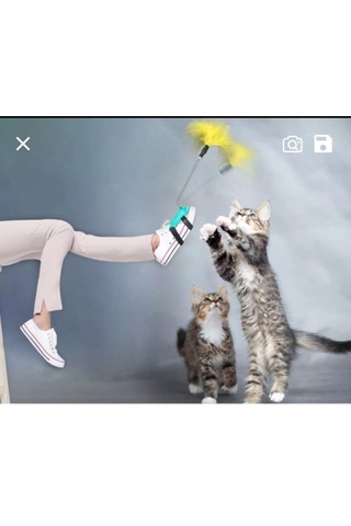 Tineke Yaylı Kedi Ayak Oyun Oltası
