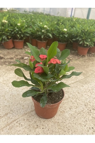 Videolu Milli Dikenler Tacı Kırmızı Çiçekli 15 45 Cm Saksılı Kaktüs Euphorbia