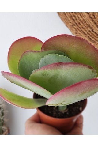Kalanchoe Thyrsiflora Red Lips Sukulent 1 Adet