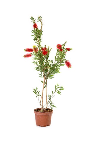Kırmızı Renk Fırça Çalısı 30-60cm Çalı Şimşiri Hediyeli Dış Mekan Bitkilerli