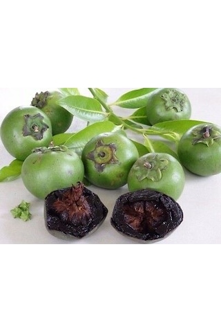 Black Sapote Fidanı 2 Yaş 15-20 Cm