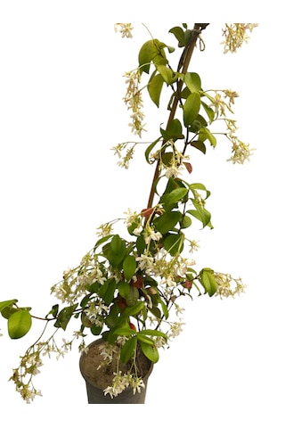 Arap Yasemini / Jasminum Sambac
