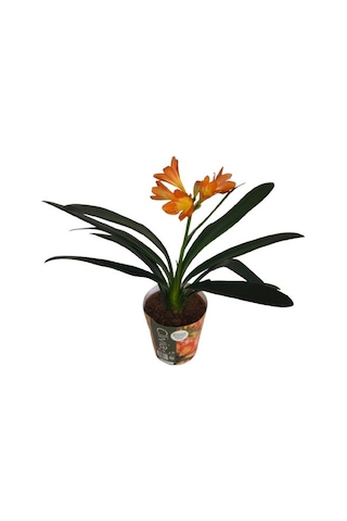 Clivia Miniata Klivya Çiçeği Çiçeksiz