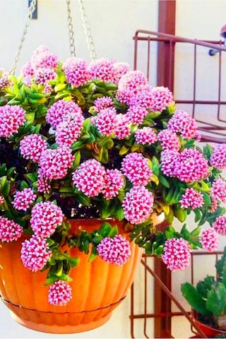 Loya Hoya Çiçeği Springtime Uzayan Sarkan Cins Minik 5.5cm