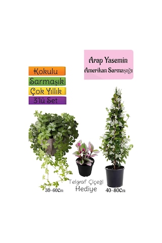 Avantajlı Ürün Kokulu Arap Yasemini Amerikan Sarmaşığı Telgraf Çiçeği 3'lü Bahçe Seti