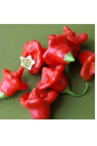 20 Adet Tohum Acı Süs Gül Biberi Nadir Tohumu Süs Biberi Tohumu