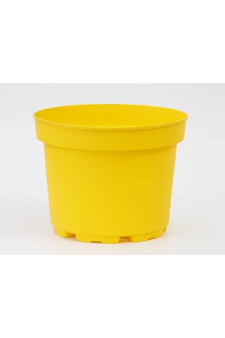 Sarı Limon Saksısı 10 Adet ( 3 Litre )
