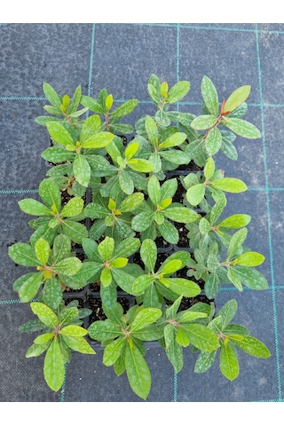 Kocayemiş Dağ Çileği 2 Adet